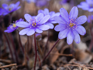 Nahaufnahme von blühenden Leberblümchen im zeitigen Frühling in ihrer natürlichen Umgebung fotografiert.