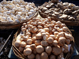 White button, chestnut and oyster mushrooms  on a farmers market stall in the Aegean coastal town Yalikavak, Bodrum, Turkey.   