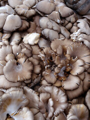 Oyster mushrooms (Pleurotus ostreatus in Latin) on a farmers market stall in the Aegean coastal town Yalikavak, Bodrum, Turkey.  