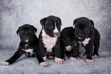 Black and white American Staffordshire Terrier dogs or AmStaff puppies on gray background