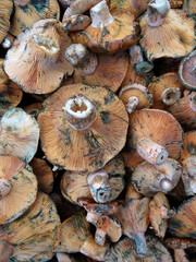 Saffron Milk Cap or red pine mushrooms locally known as cintar, melki or Kanlica mushrooms on a farmers market stall in Yalikavak, Bodrum, Turkey.    