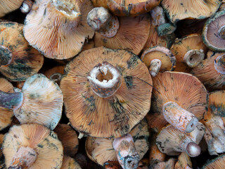 Saffron Milk Cap or red pine mushrooms locally known as cintar, melki or Kanlica mushrooms on a farmers market stall in Yalikavak, Bodrum, Turkey.    