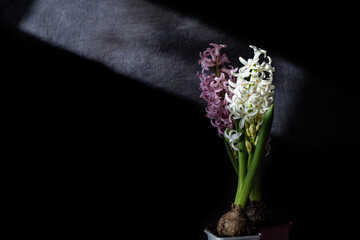 Photo blooming hyacinths pink and white