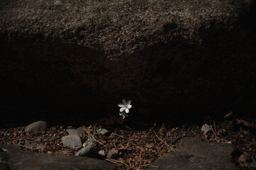 石の陰に咲く白い雪割草