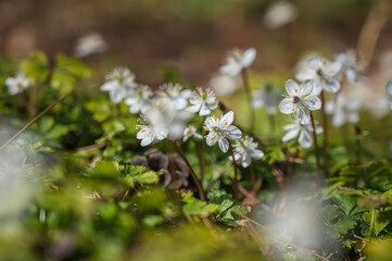 白い花　バイカオウレン