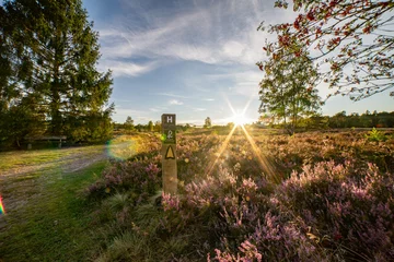 Foto op Canvas heath landscape in summerwith sunshine © Fridimedia