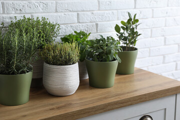 Different aromatic potted herbs on chest of drawers near white brick wall