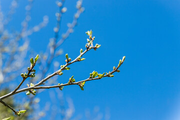 First buds on trees in early spring on blue sky background. Fresh green foliage.Nature wakes up.first leaves on branches. Kidney trees disclosed.concept of warming, spring, environment.copy space