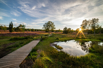 heath landscape in summerwith sunshine
