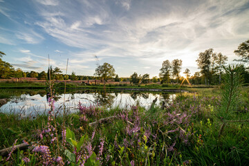 heath landscape in summerwith sunshine