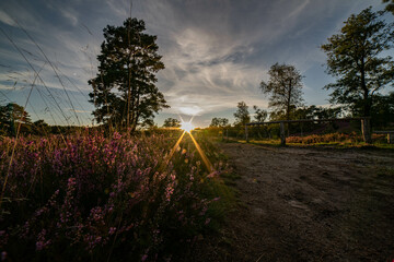heath landscape in summerwith sunshine
