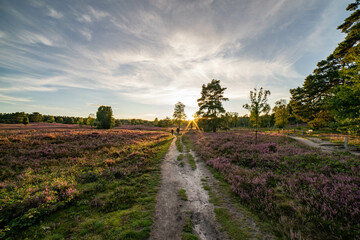 heath landscape in summerwith sunshine