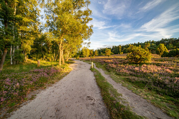 heath landscape in summerwith sunshine