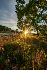 Fototapeta premium heath landscape in summerwith sunshine