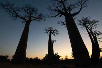 blu baobab