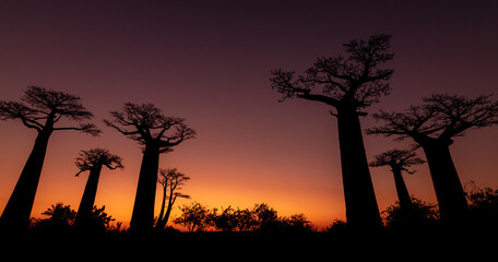 orange sunset baobab