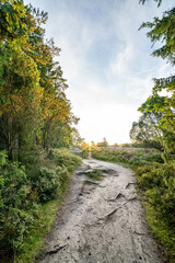 heath landscape in summerwith sunshine