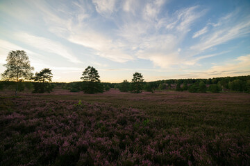 Fototapeta na wymiar heath landscape in summerwith sunshine