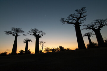 baobab alley