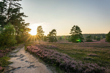 heath landscape in summerwith sunshine