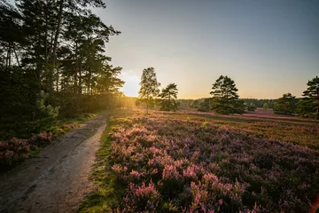 Fotobehang Grijs heath landscape in summerwith sunshine  © Fridimedia