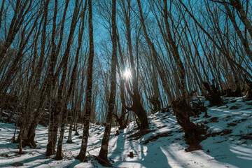 Sun Behind the Trees