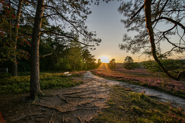 heath landscape in summerwith sunshine