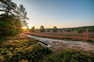 heath landscape in summerwith sunshine