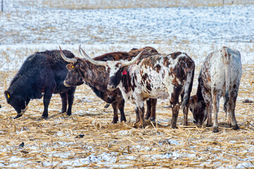 A small herd of beef cattle in a farm field during winter. Taken in Alberta, Canada