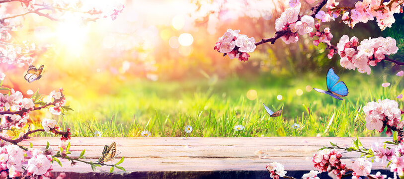 Spring Table - Blossoms In Sunny Garden With Abstract Defocused Lights