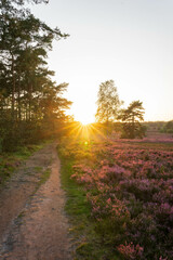 heath landscape in summerwith sunshine