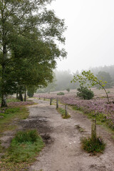 heath landscape in summerwith sunshine