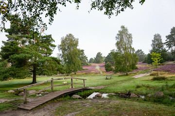 heath landscape in summerwith sunshine