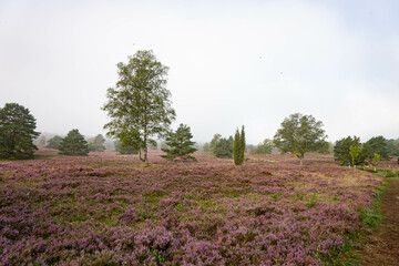 heath landscape in summerwith sunshine