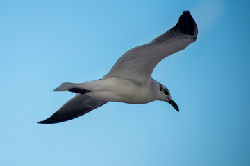 Gaviota en el cielo de Puerto Morelos Cancún