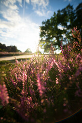 heath landscape in summerwith sunshine