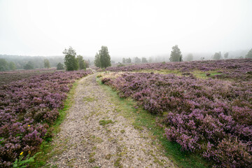 heath landscape in summerwith sunshine
