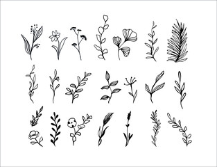 Vector flowers, branches and leaves. Botanical hand drawn elements. Monochrome botanical illustrations.