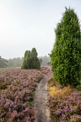 heath landscape in summerwith sunshine