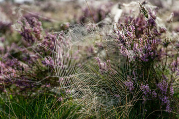 heath close up, Calluna vulgaris macro in summer