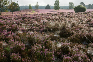 heath landscape in summerwith sunshine