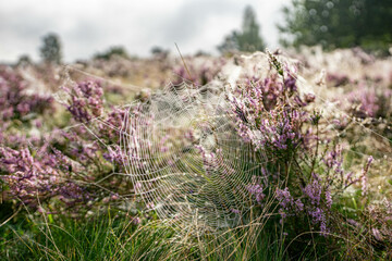 heath close up, Calluna vulgaris macro in summer