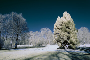 infrared photography - surreal ir photo of landscape with trees under cloudy sky - the art of our...