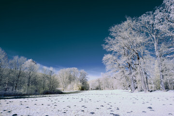 infrared photography - surreal ir photo of landscape with trees under cloudy sky - the art of our world and plants in the invisible infrared camera spectrum