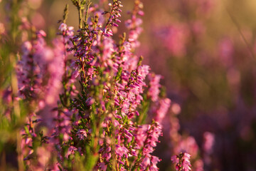 heath close up, Calluna vulgaris macro in summer