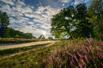 heath landscape in summerwith sunshine