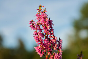 heath close up, Calluna vulgaris macro in summer