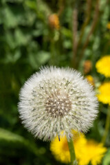 White fluffy round dandelion in green grass. Round head of a summer plant with seeds in the form of an umbrella, vertical frame. The concept of freedom, dreams of the future, tranquility