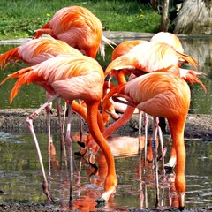 Flamingos in freier Wildbahn