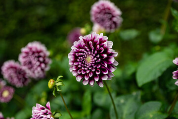 colourfull dahlias, dahlia, dahlie bloom
